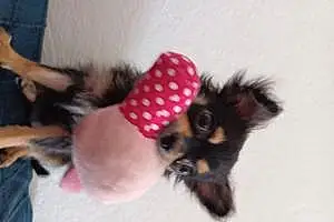 Nom Chihuahua Chien Chippie