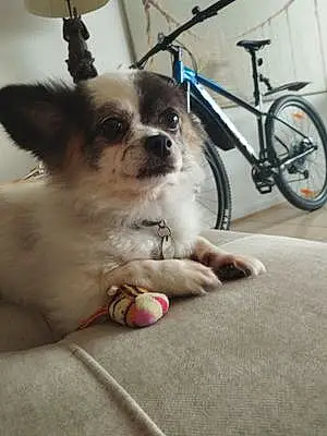 Nom Chihuahua Chien Hatchi