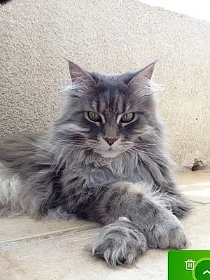 Nom Maine Coon Chat Lady