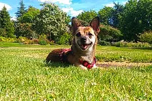 Nom Chihuahua Chien Gipsy