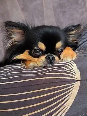 Nom Chihuahua Chien Charlie