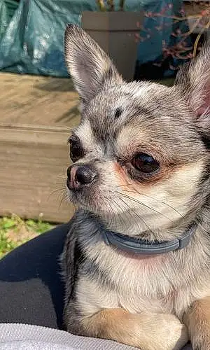 Nom Chihuahua Chien Lilou