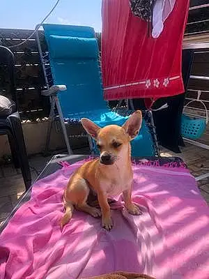 Nom Chihuahua Chien Milo