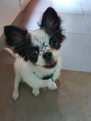Nom Chihuahua Chien Perle