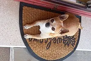 Nom Chihuahua Chien Max