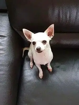 Nom Chihuahua Chien Chipy