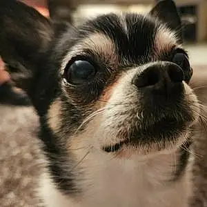 Nom Chihuahua Chien Gino