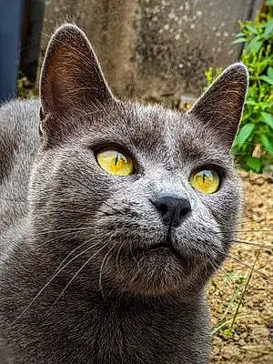Nom Chartreux Chat Bambou