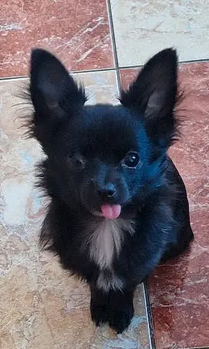 Nom Chihuahua Chien Falko