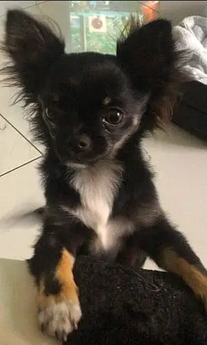 Nom Chihuahua Chien étoile