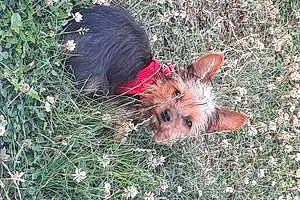 Yorkshire Terrier Chien Uky
