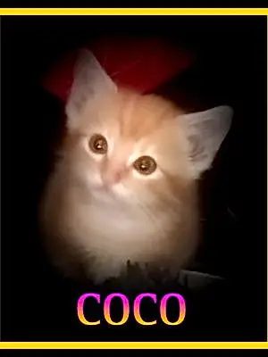 Nom Chat Coco