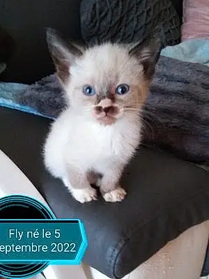 Nom Europeen Chat Fly