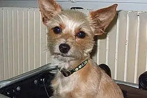 Nom Chihuahua Chien Hélia