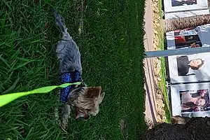 Yorkshire Terrier Chien Jakari