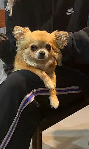 Chihuahua Chien Mila