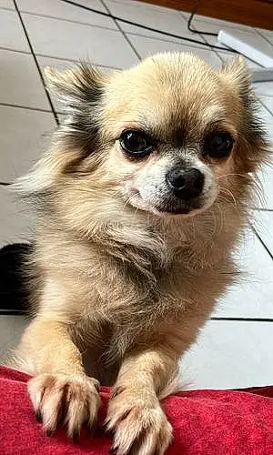 Chihuahua Chien Galéo