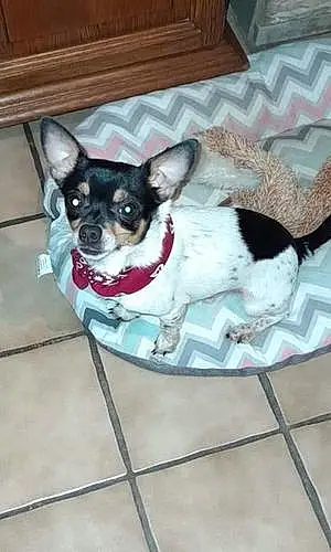Chihuahua Chien Topaze