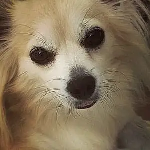 Chihuahua Chien Romy