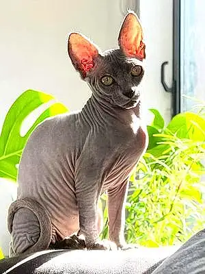 Sphynx Chat Chanelle