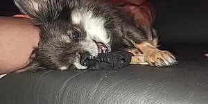 Chihuahua Chien Pako