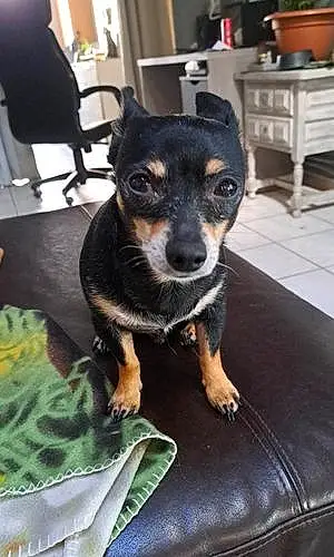 Nom Chihuahua Chien Dingo