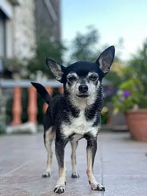 Nom Chihuahua Chien Booba