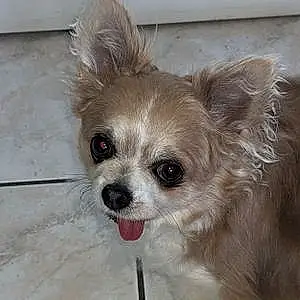 Nom Chihuahua Chien Litchie