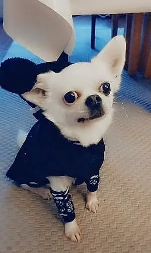 Nom Chihuahua Chien Loki