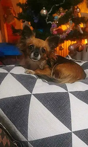 Nom Chihuahua Chien Bijou