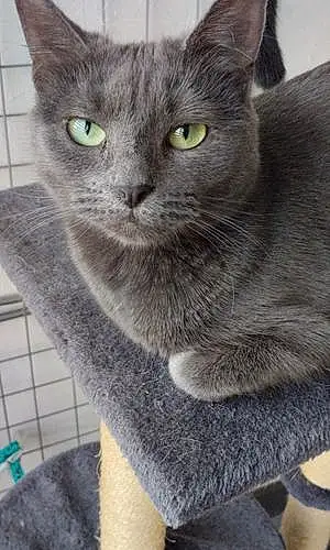 Nom Chartreux Chat Aria