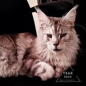 Maine Coon Chat Tsar