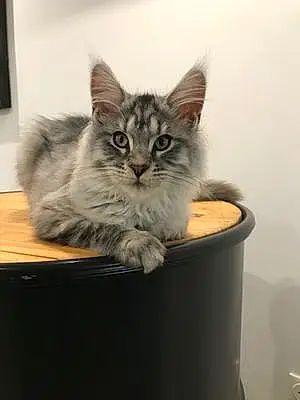 Maine Coon Chat Ubby