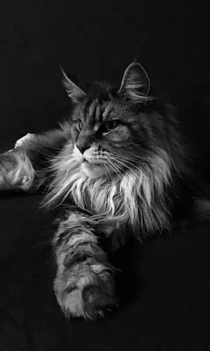 Maine Coon Chat Chipie