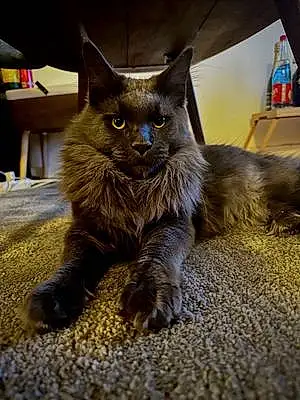 Maine Coon Chat Lewis