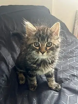 Maine Coon Chat Lune