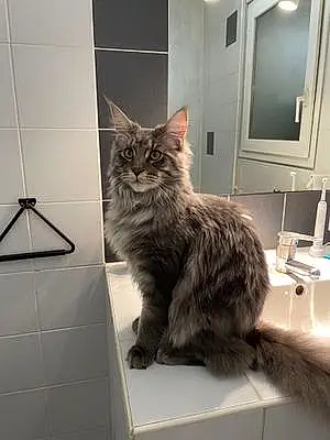 Maine Coon Chat Udson