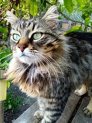 Maine Coon Chat Bella