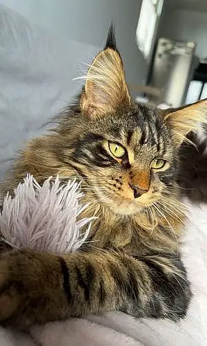 Maine Coon Chat Lyo