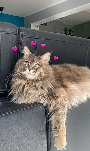 Maine Coon Chat Plume