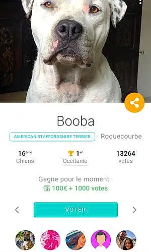 Nom American Staffordshire Terrier Chien Booba