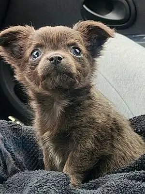 Nom Chihuahua Chien Booba