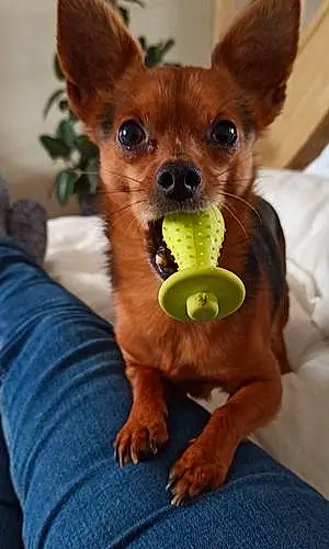 Nom Chihuahua Chien Eliott