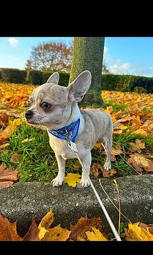 Nom Chihuahua Chien Diego