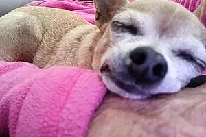 Nom Chihuahua Chien Igor