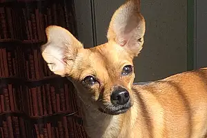 Nom Chihuahua Chien Chelsea