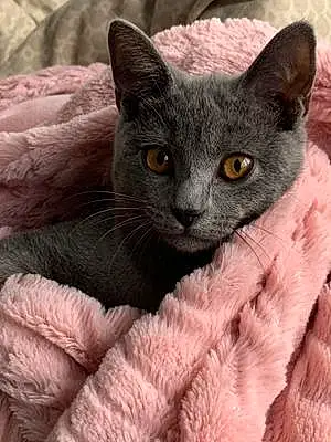 Nom Chartreux Chat Chucky