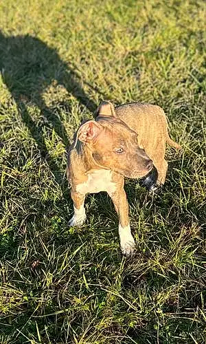 Nom American Staffordshire Terrier Chien Daïko