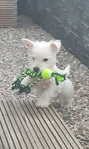 Nom West Highland White Terrier Chien Bobby