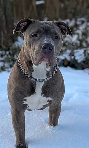 Nom American Bully Chien Early